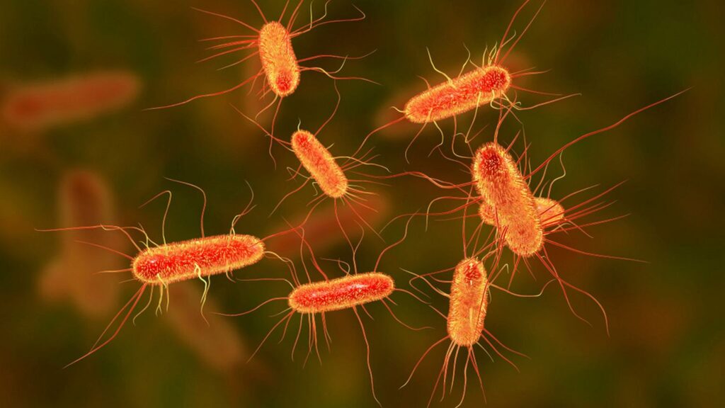 Bakterie E.coli w wodzie. Co robić?