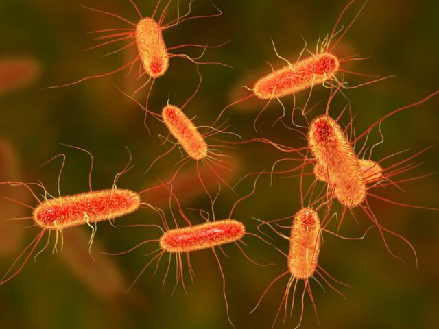 Bakterie E.coli w wodzie. Co robić?